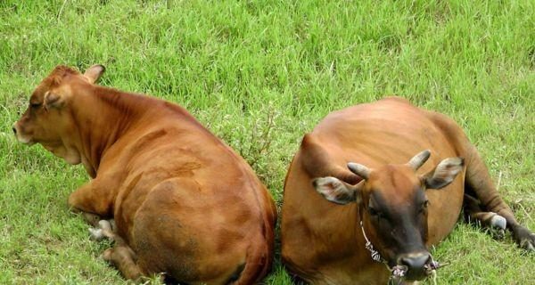 乱斗雷神之锤出装攻略(打造无敌攻击力,战无不胜!)