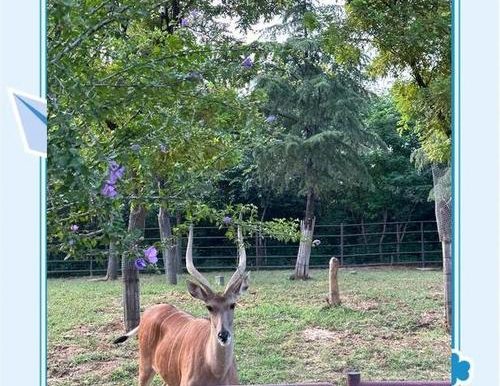 动物园猴子出装攻略(打造时尚潮流,让猴子们成为园中焦点!)