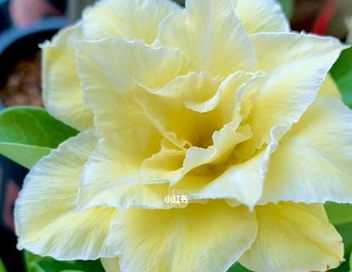 《沙漠玫瑰最佳出装攻略大全》（打造最强沙漠玫瑰，装备攻略一网打尽）