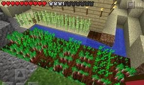 我的世界 甜菜怎么挖,甜菜种植与收获指南