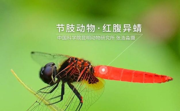 《以镇魔曲手游》异翅搭配技巧(挑战高难度BOSS必备,15种异翅搭配方案大揭秘!)