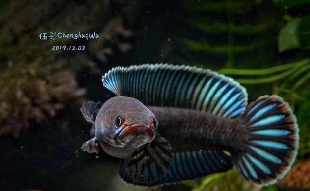 雷龙攻略（揭秘微信小游戏雷龙的高分技巧与策略）