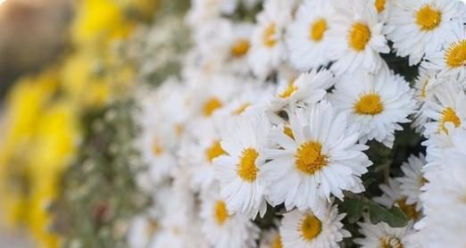 《看门狗偷车攻略大揭秘》(让你轻松玩转看门狗,成为顶级车辆窃贼!)