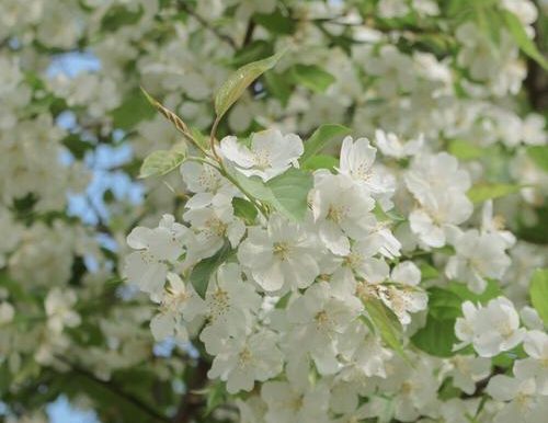 以非人学园鹿哩应援团为主题的游戏推荐(如何搭配鹿哩应援团,让游戏更加有趣)