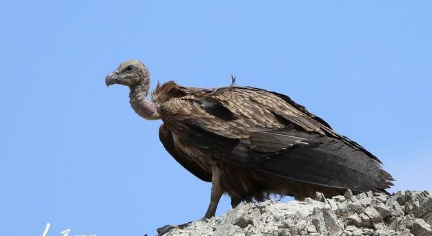 以鹅鹅鸭秃鹫获胜条件一览(游戏攻略、胜利秘诀)