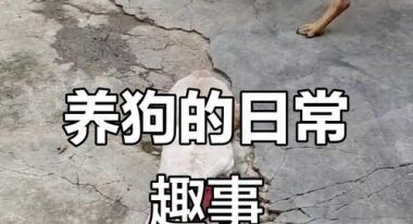 养狗宝宝的日常游戏攻略（打造快乐互动的狗狗生活）