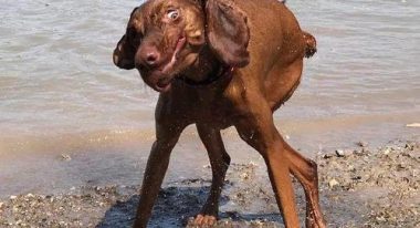 变异汪星人3攻略（变异汪星人3攻略指南——成为顶尖星际冒险家的秘籍）