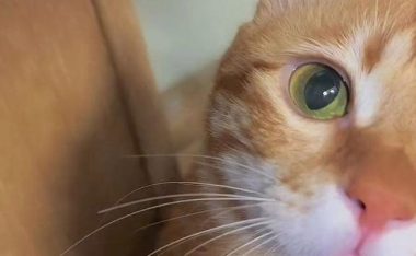 解析风暴对决中猫阿福的技能属性(探究猫阿福在游戏中的实力表现)