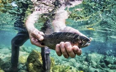 真人街机捕鱼攻略(成为捕鱼高手的必备指南)