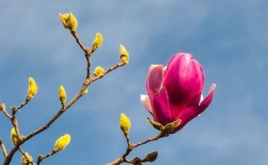 全面解析乖离性多莫维依攻略(从入门到精通,轻松掌握关键要点)